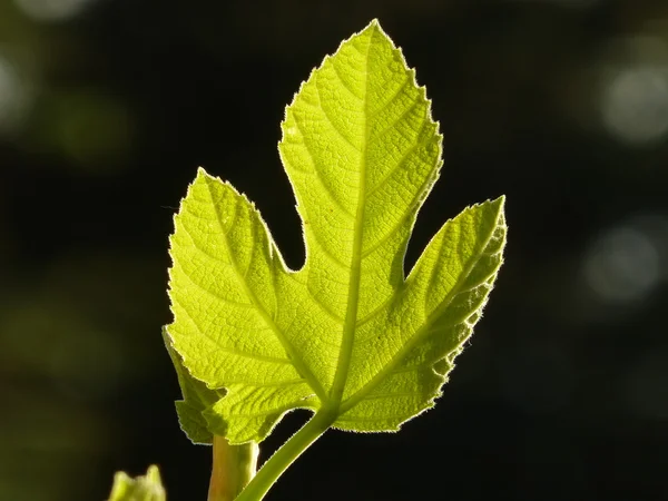 Backlit fig leaf against dark background