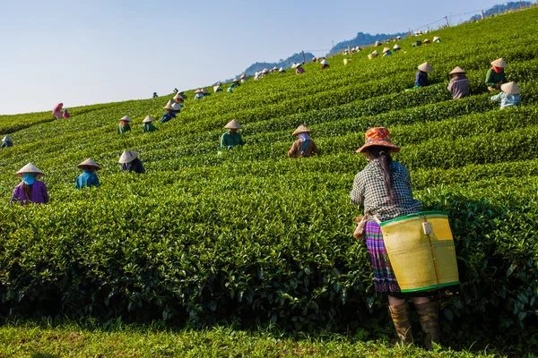 Mocchau highland, Vietnam: Farmers colectting tea leaves in a field of green tea hill