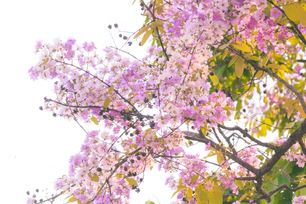 Blur short of  Lagerstroemia speciosa, Pride of India, purple flowers