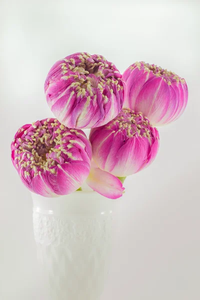 Pink lotus flowers in vase isolated on gray