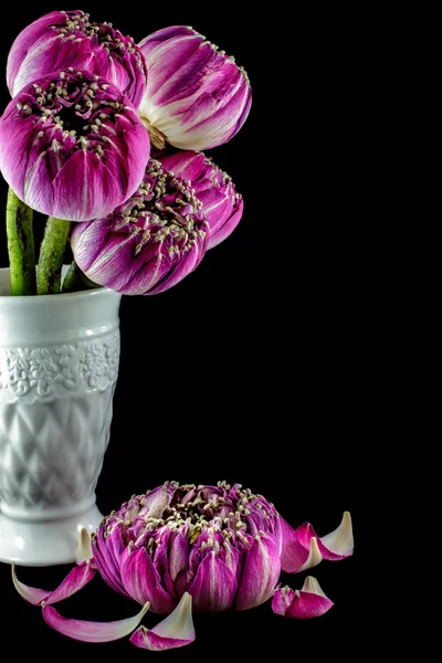 Pink lotus flowers in vase isolated on black