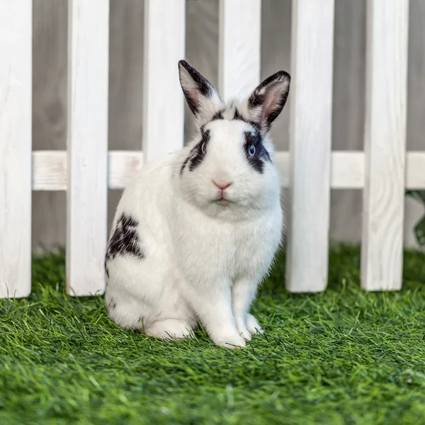 Black and white rabbit on grass near the fence