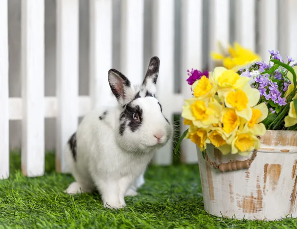 Black and white rabbit sniffs  flowers in the garden