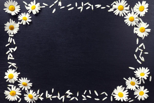 Rectangular frame of white daisies on a black background. Floral pattern with copy space lay flat. Flowers top view.