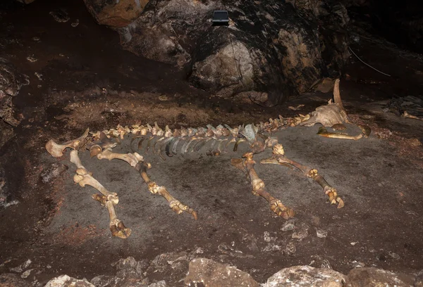 Skeleton of large animal lying on the ground in a cave.