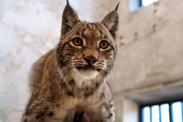 Wild animal cat lynx