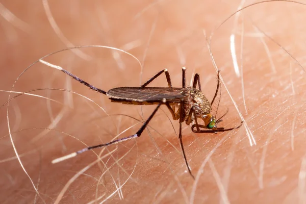 Mosquito biting human skin - drinking blood