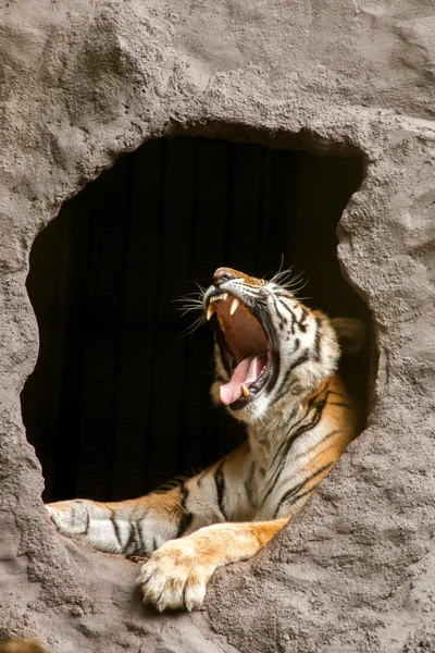 Royal Bengal tiger - Panthera tigris tigris