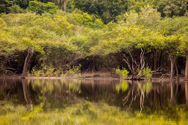 Amazon forest and trees reflection on Amazon river