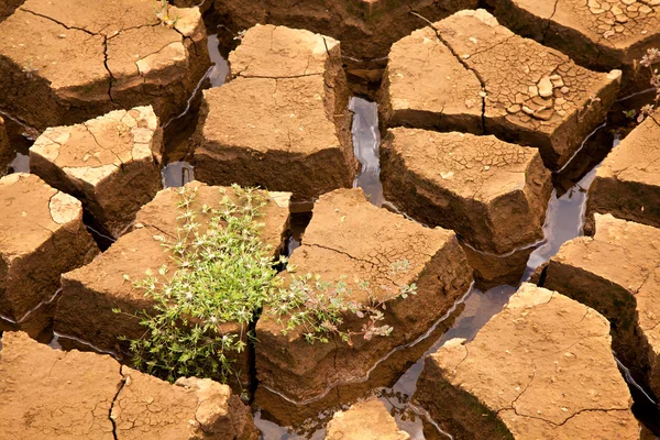 干旱土壤与植被在巴西坝 - 图库照片taciophilip