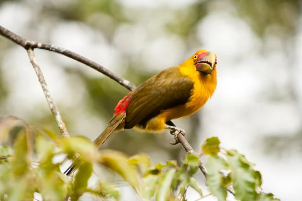Saffron toucanet - toucans in brazilian rainforest