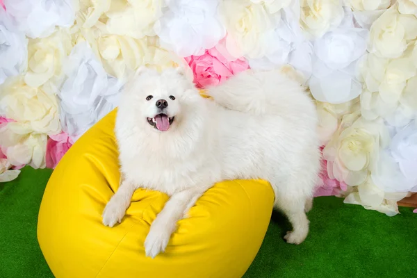 White dog samoyed laying on yellow chair on the colorful background in photo studio