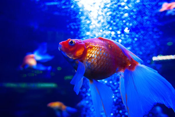 Goldfish ryuikin underwater in aquarium