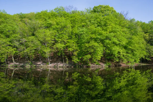 Landscape: green trees in forest reflecting in water of pond in sunny day