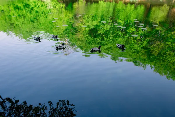 Landscape: green trees in forest reflecting in water of pond in sunny day