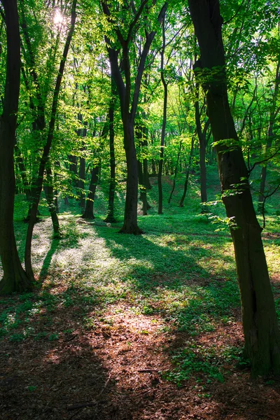 Green trees in forest in sunny day in summer