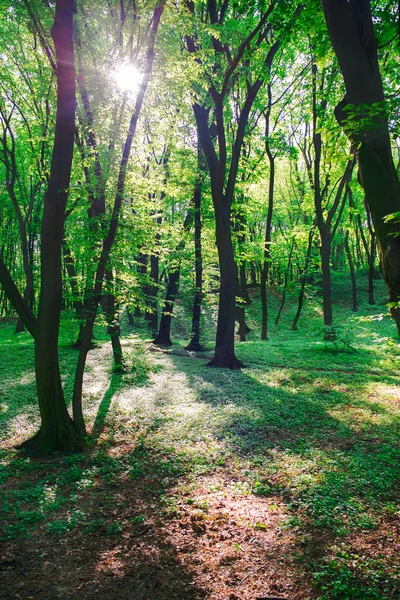 Green trees in forest in sunny day in summer