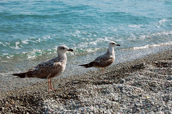 Sea gulls on the shore of Black Sea in sunny day