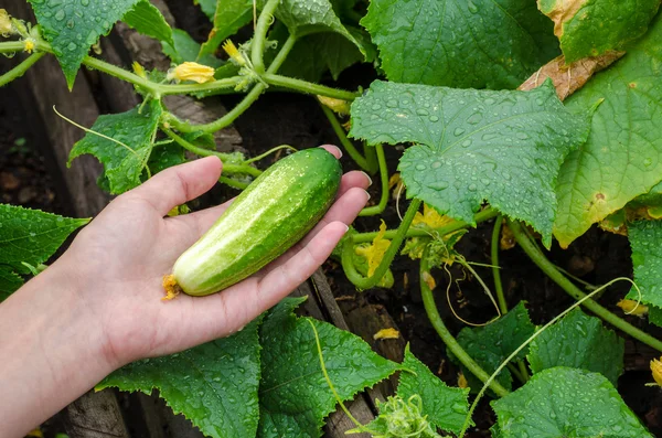 Female hand plucks a ripe cucumber from garden bed on rainy day