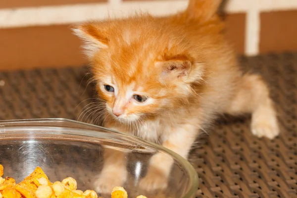 Kitten at food