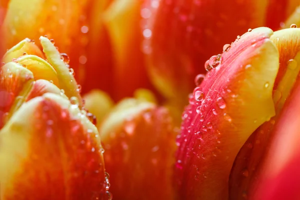 View close-up of buds on red tulips