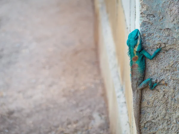 Green head lizard hung on corner of ruins wall
