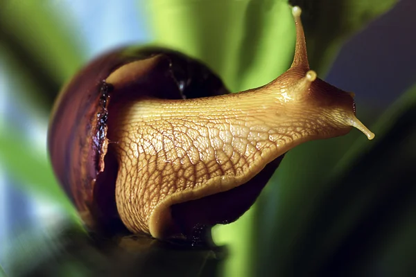 Snail sitting on a leaf plants