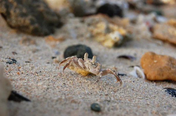 The little crab on sand looks in a chamber