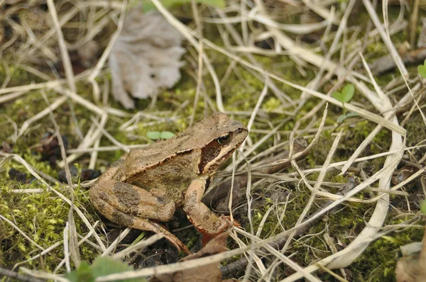 The frog sits in a grass and looks in a chamber