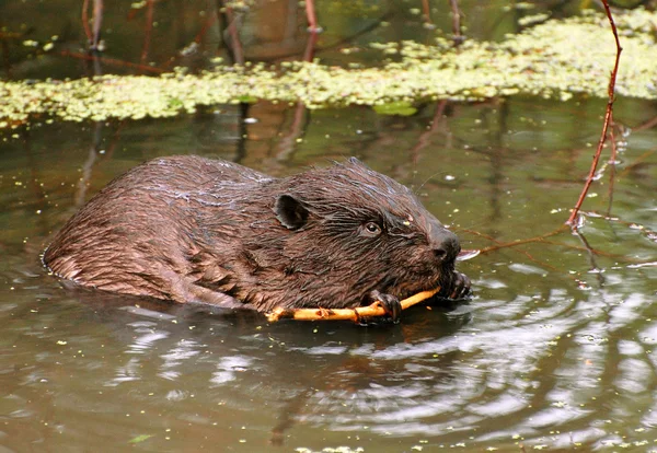 River beaver close up rodent