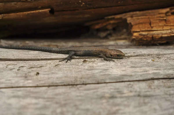 Lizard on a wood background, nature, animals, reptiles