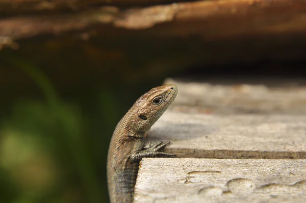 Lizard on a wood background, nature, animals, reptiles