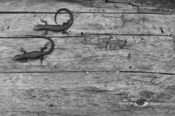 Two lizards on a wood background, texture, animals, the nature, a background, reptiles, macro