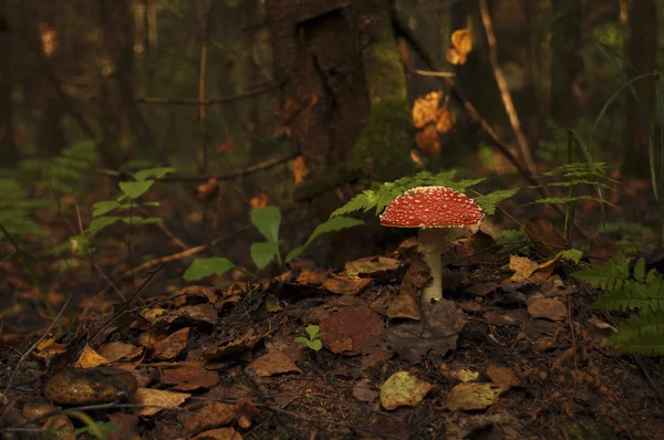 Forest fly agaric, mushrooms, beauty, nature, wood, plants, mycelium, mycology, red, hat, disputes