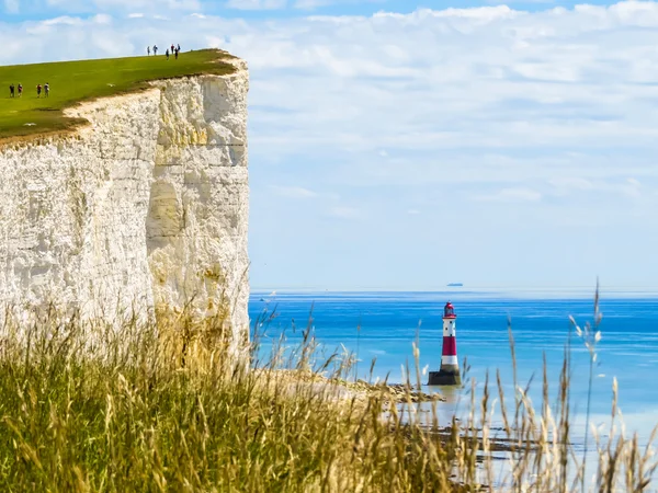 Wild flowers and Beachy Head Lighthouse, Eastbourne, East Sussex, England