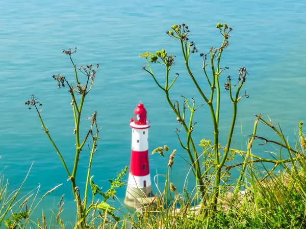 Wild flowers and Beachy Head Lighthouse, Eastbourne, East Sussex, England