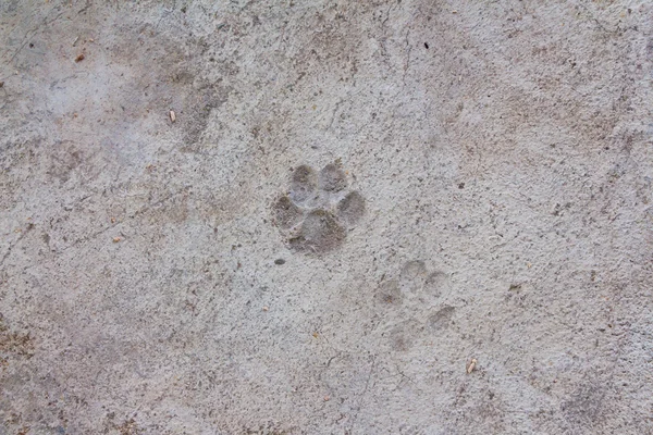 Dog footprint on dried cement floor