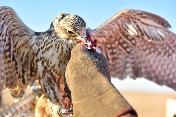 Falcon landing on a gloved hand