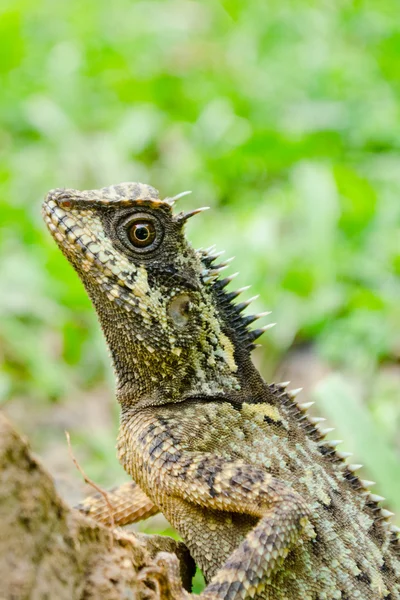 Green dragon is reptile  in forest