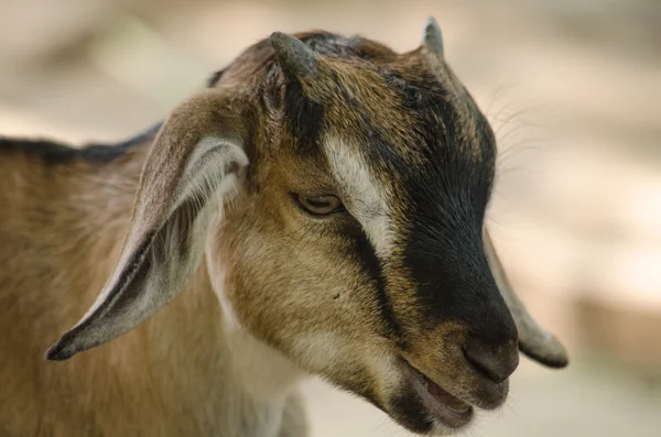 Brown domestic goat