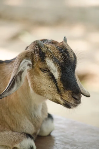 Brown domestic goat