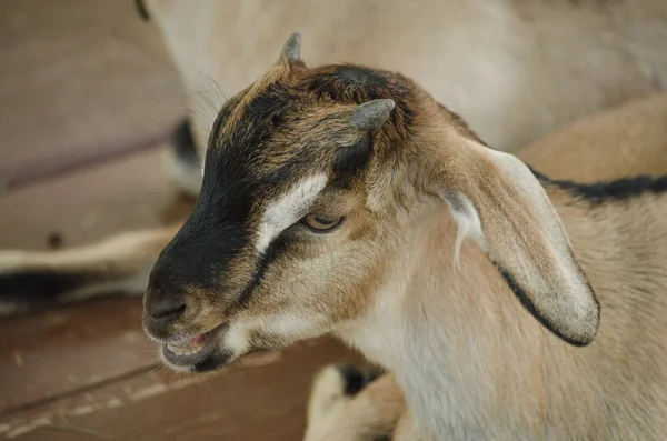 Brown domestic goat