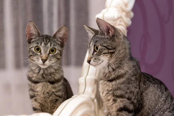 Mirror reflection of cat