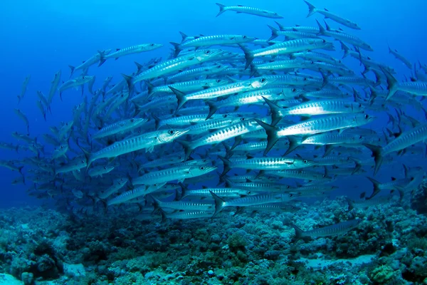 Barracuda in deep blue water
