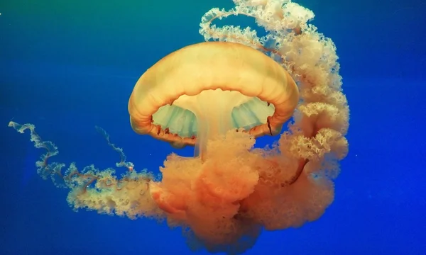 Mushroom-cloud-like jellyfish. Beijing zoo, Beijing, China