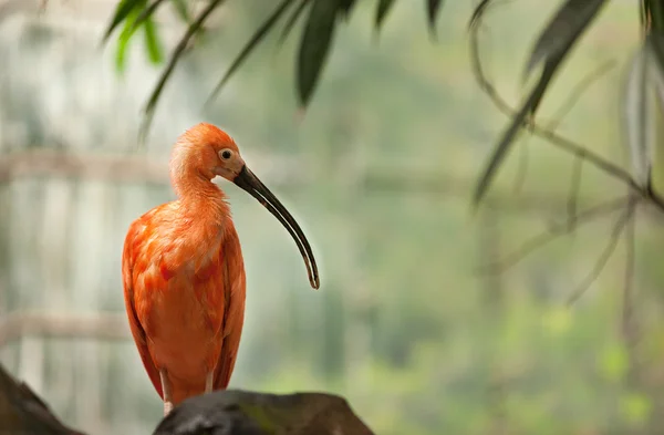 Orange flamingo bird exotic