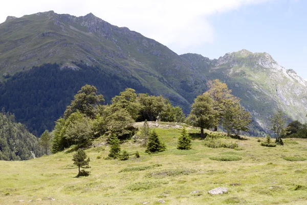 Natural fisheye effect in a mountain with trees in France