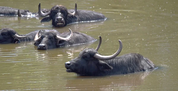 Water buffalo rest in pond
