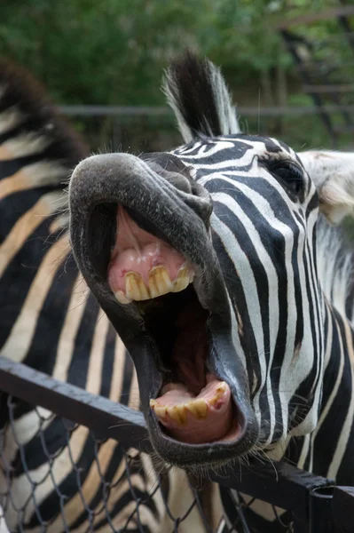 Zebra with mouth open  laughing