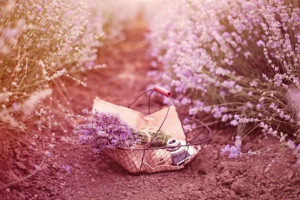 Basket with lavender bouquet, old antique camera and ball with twine. Lavender flowers between rows of lavender field. Purple tinting, sunny hazy, haze